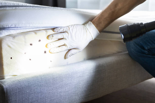Best Pest Control Near Me in Elwood, IL
