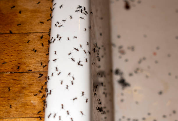 Best Mosquito Control Services  in Elwood, IL