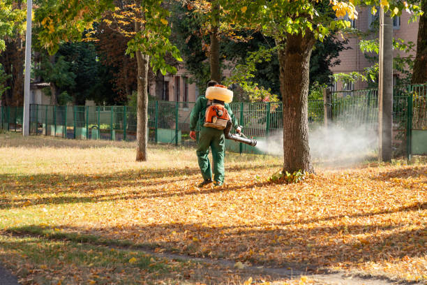 Best Wasp Removal Services  in Elwood, IL