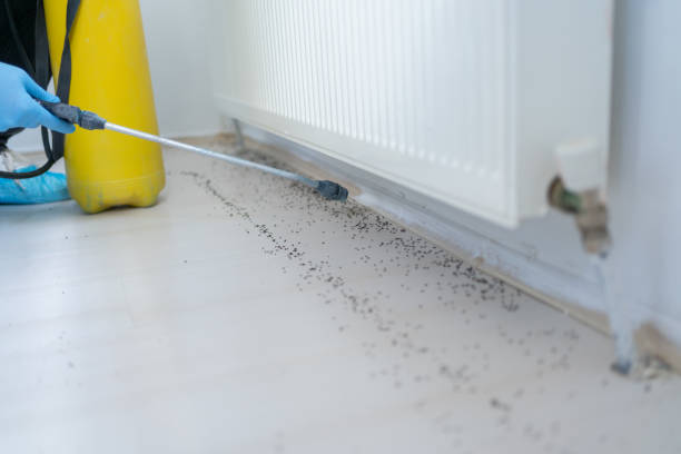 Trusted Elwood, IL Pest Control Experts