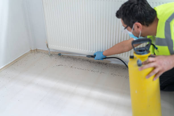 Best Wasp Removal Services  in Elwood, IL